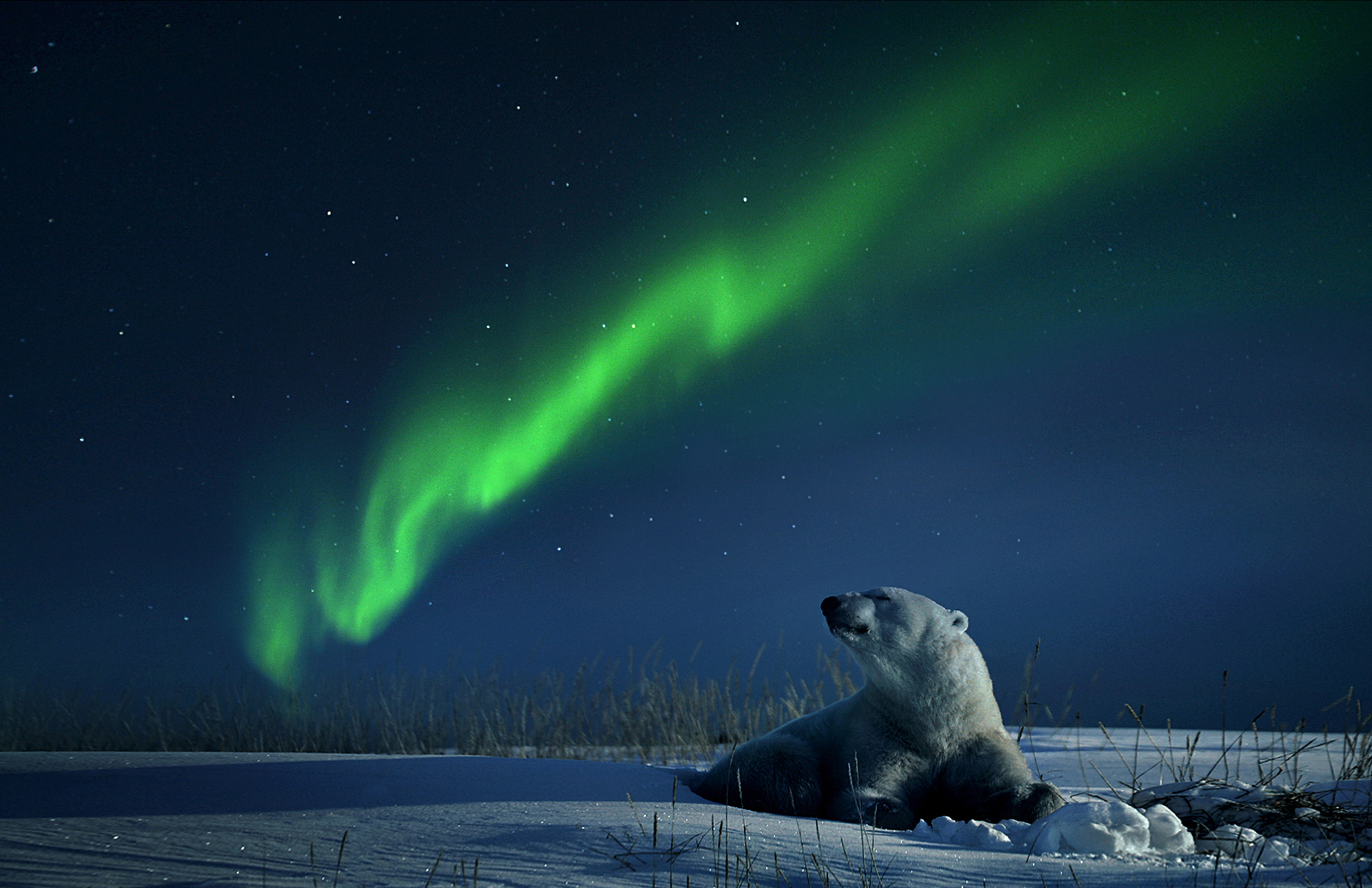 Арктика Северное сияние белые медведи