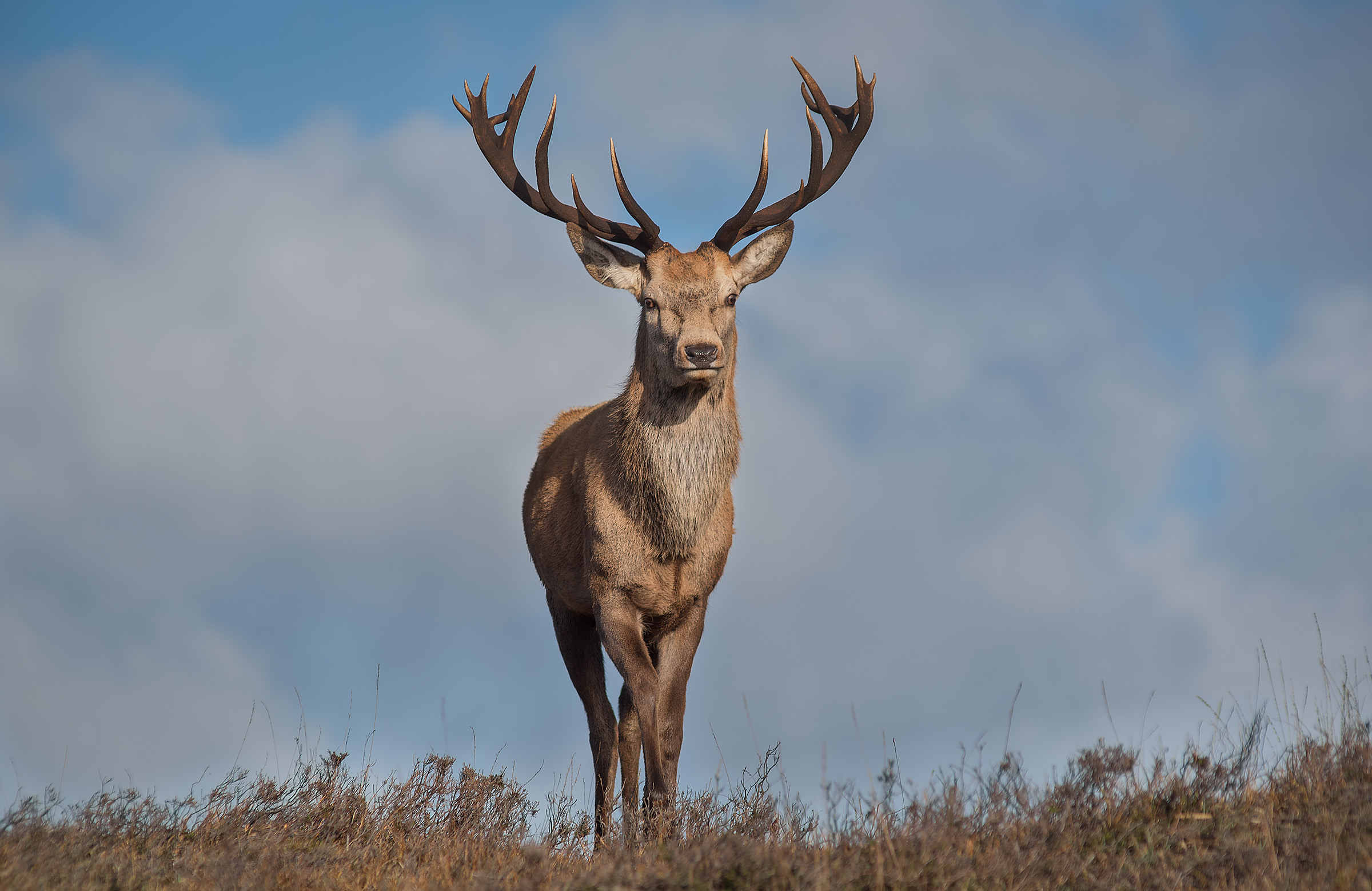 Stags Glare.